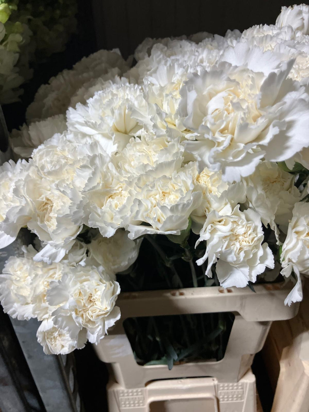 Carnation