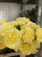 Carnation