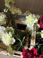 Carnation