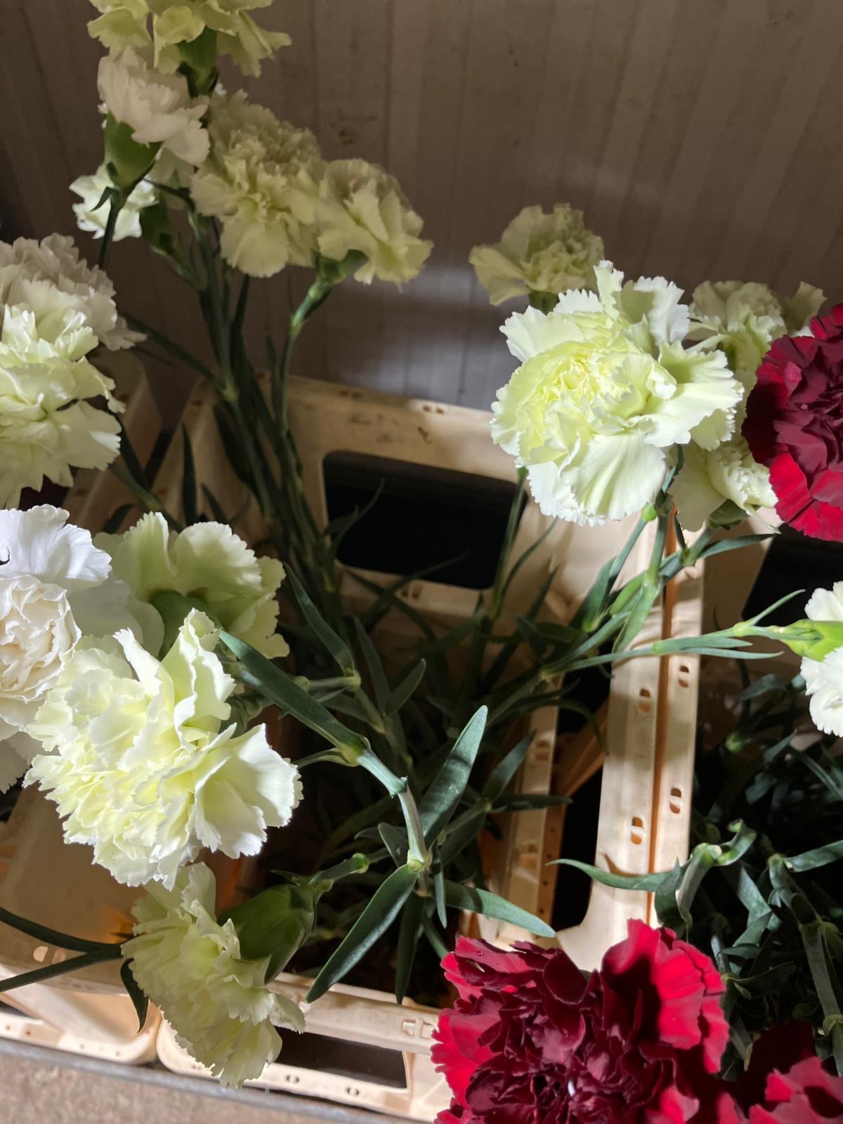 Carnation