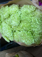 Carnation