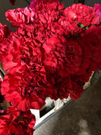 Carnation