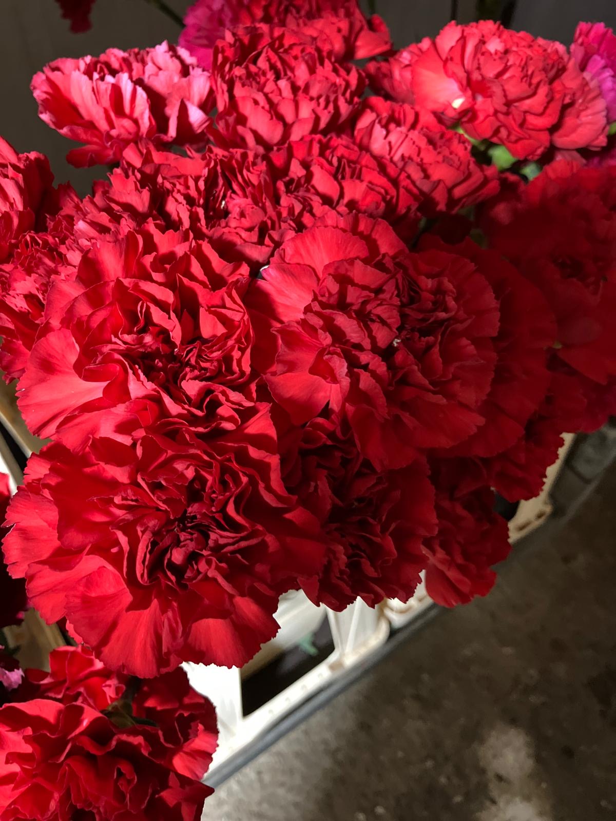 Carnation