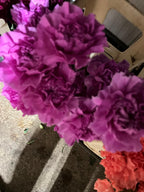 Carnation