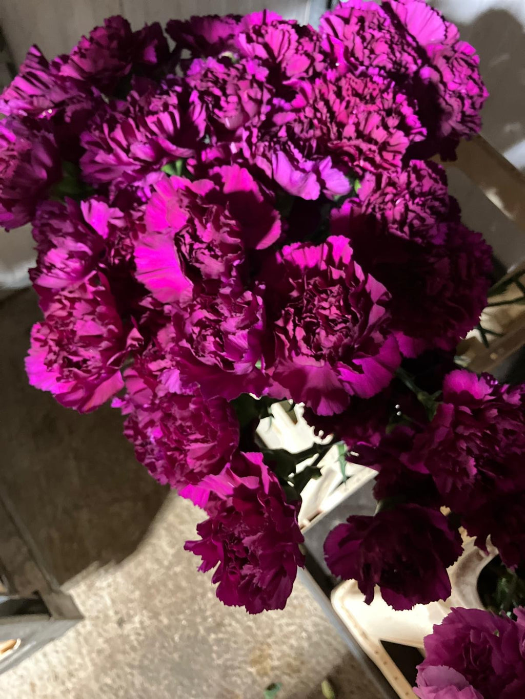 Carnation