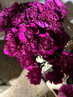 Carnation