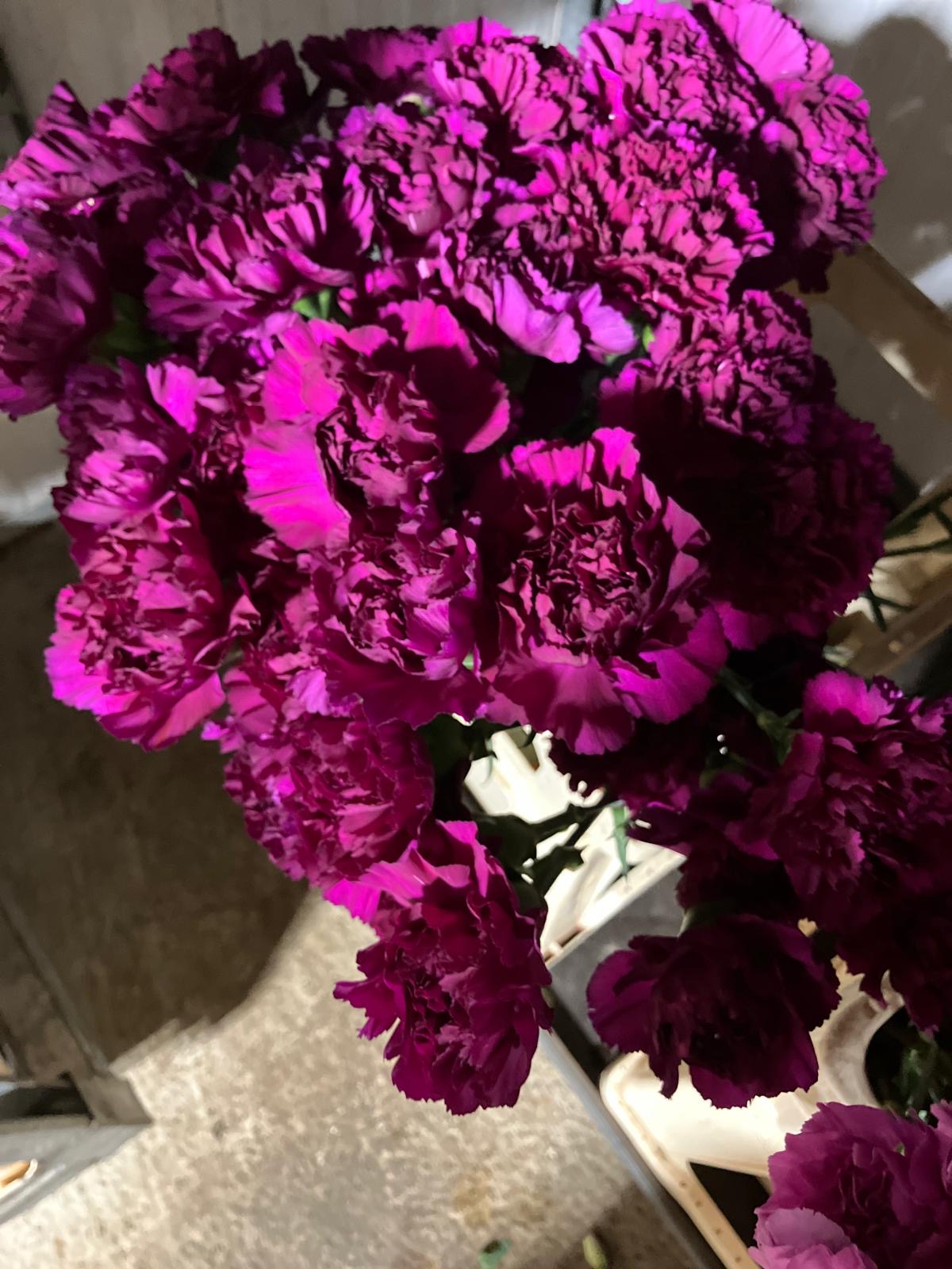 Carnation