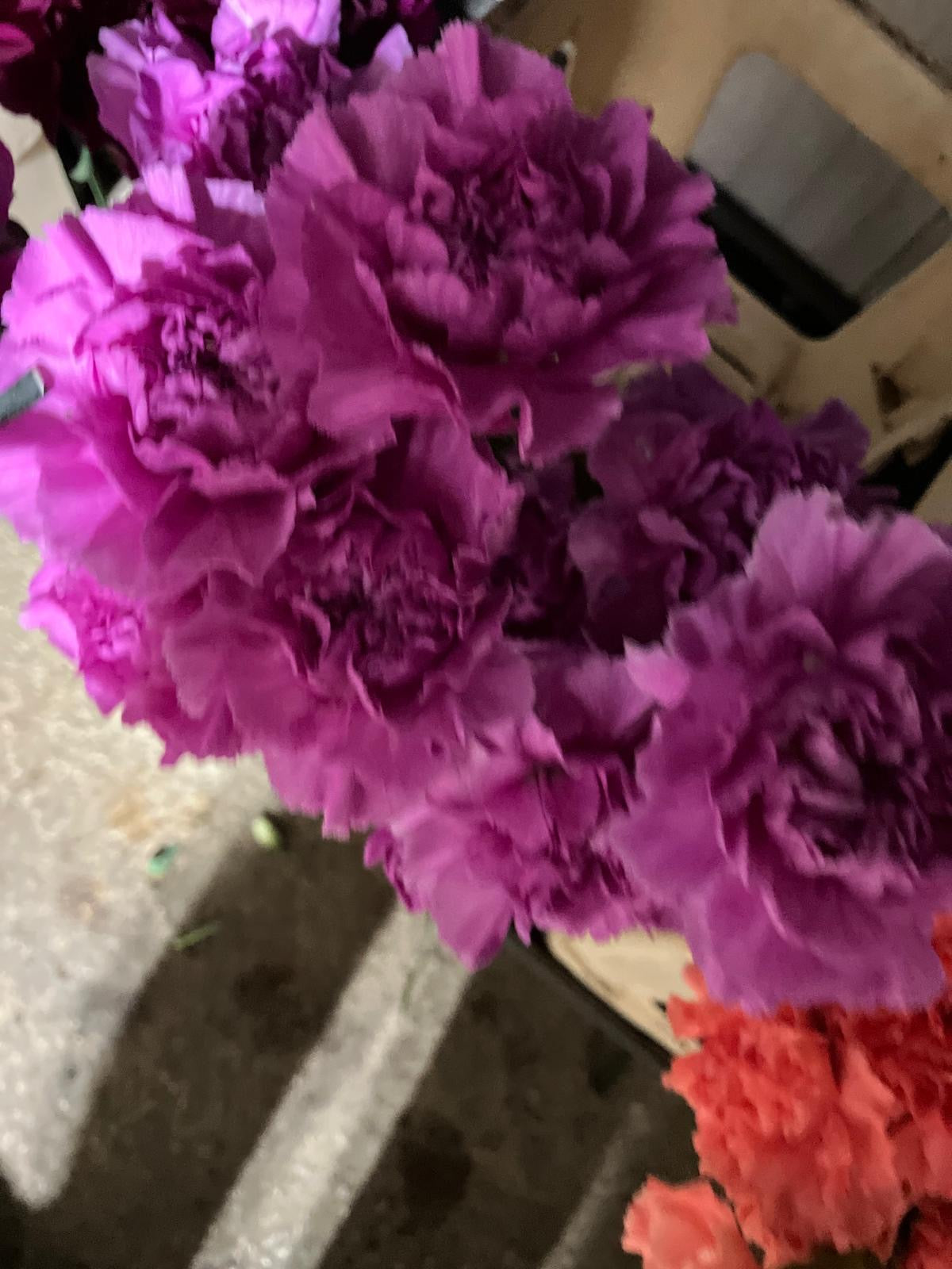 Carnation