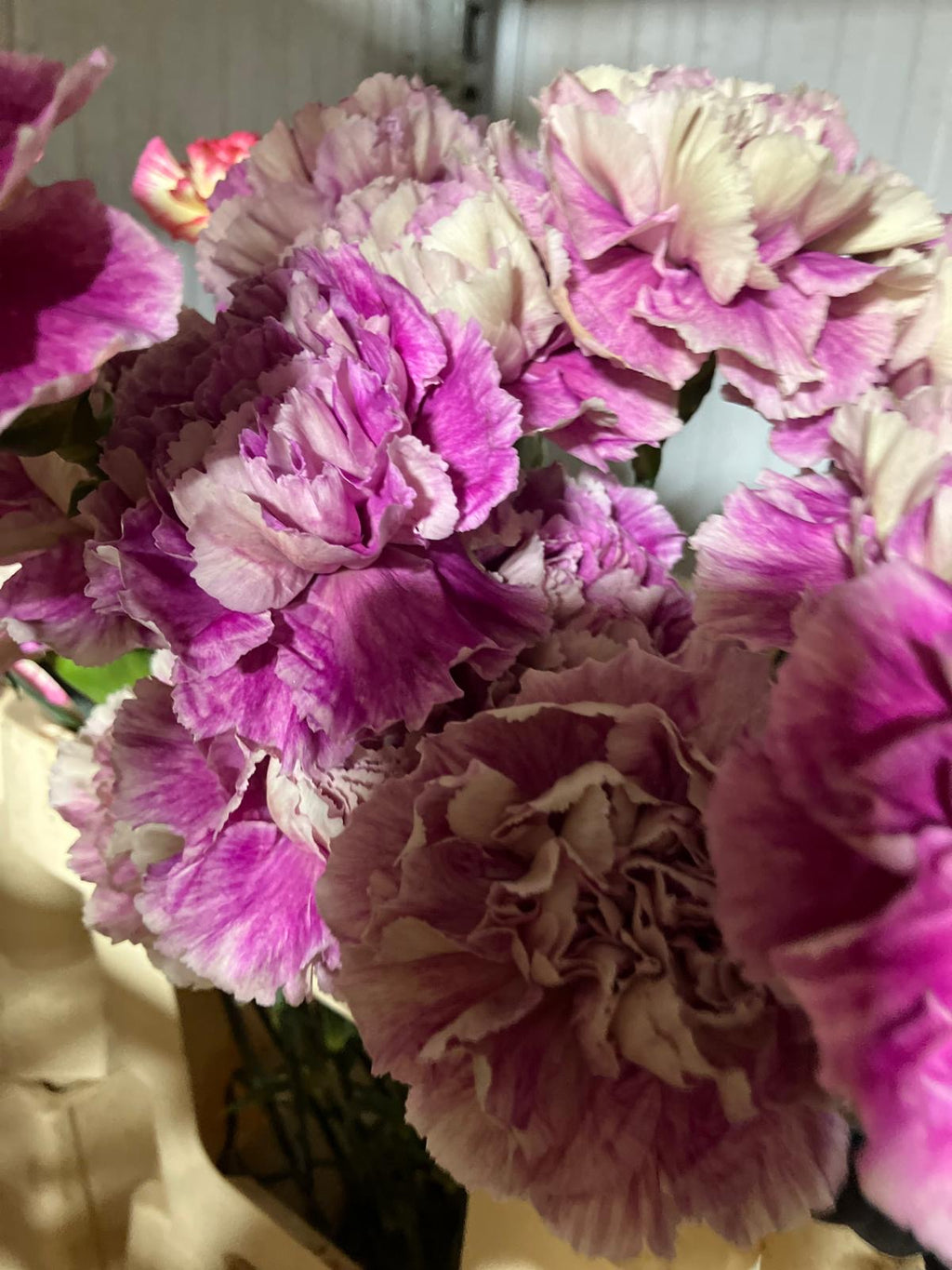 Carnation