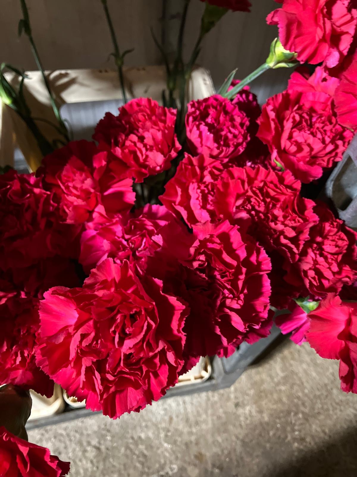 Carnation