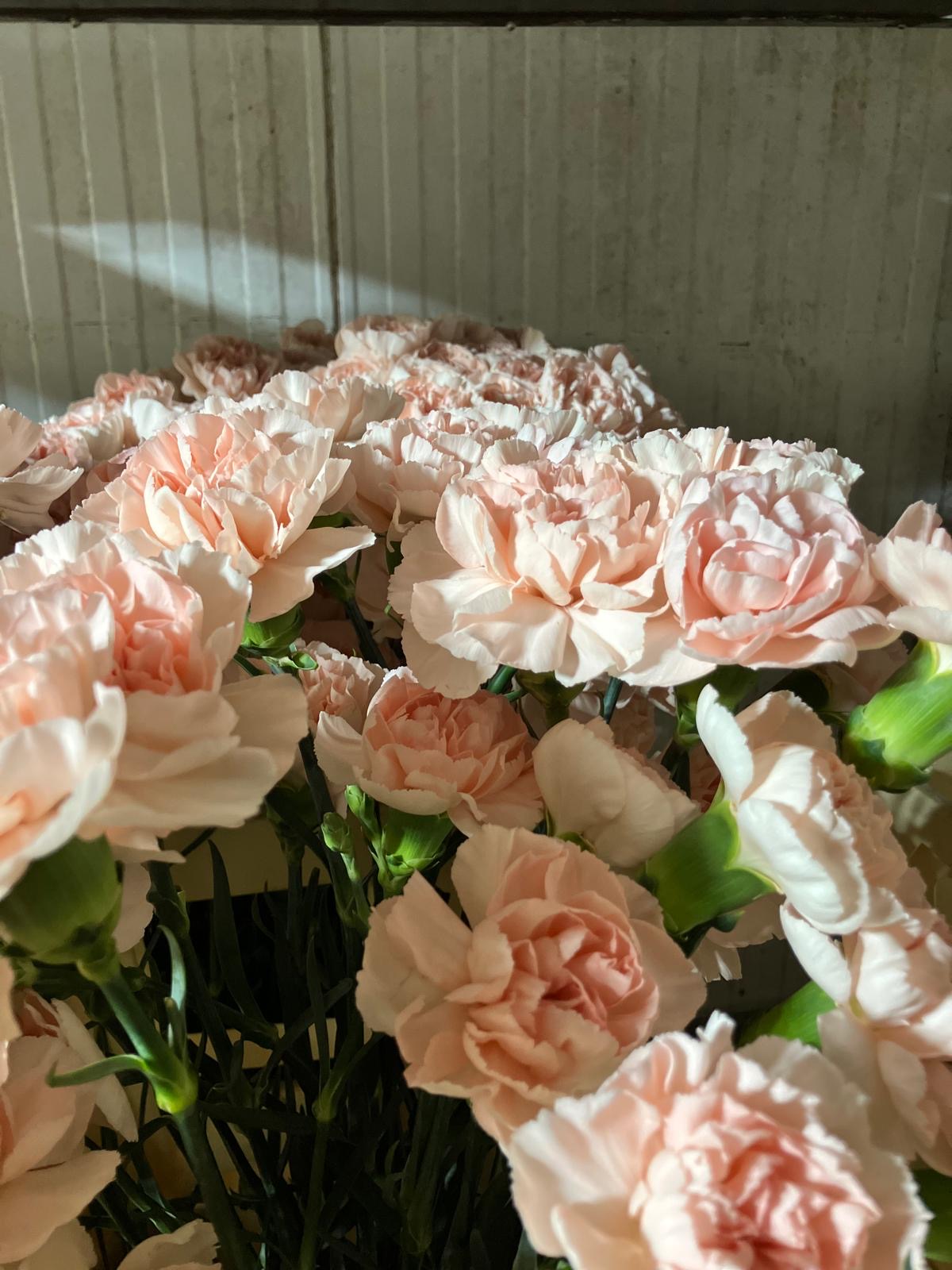 Carnation