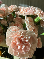 Carnation