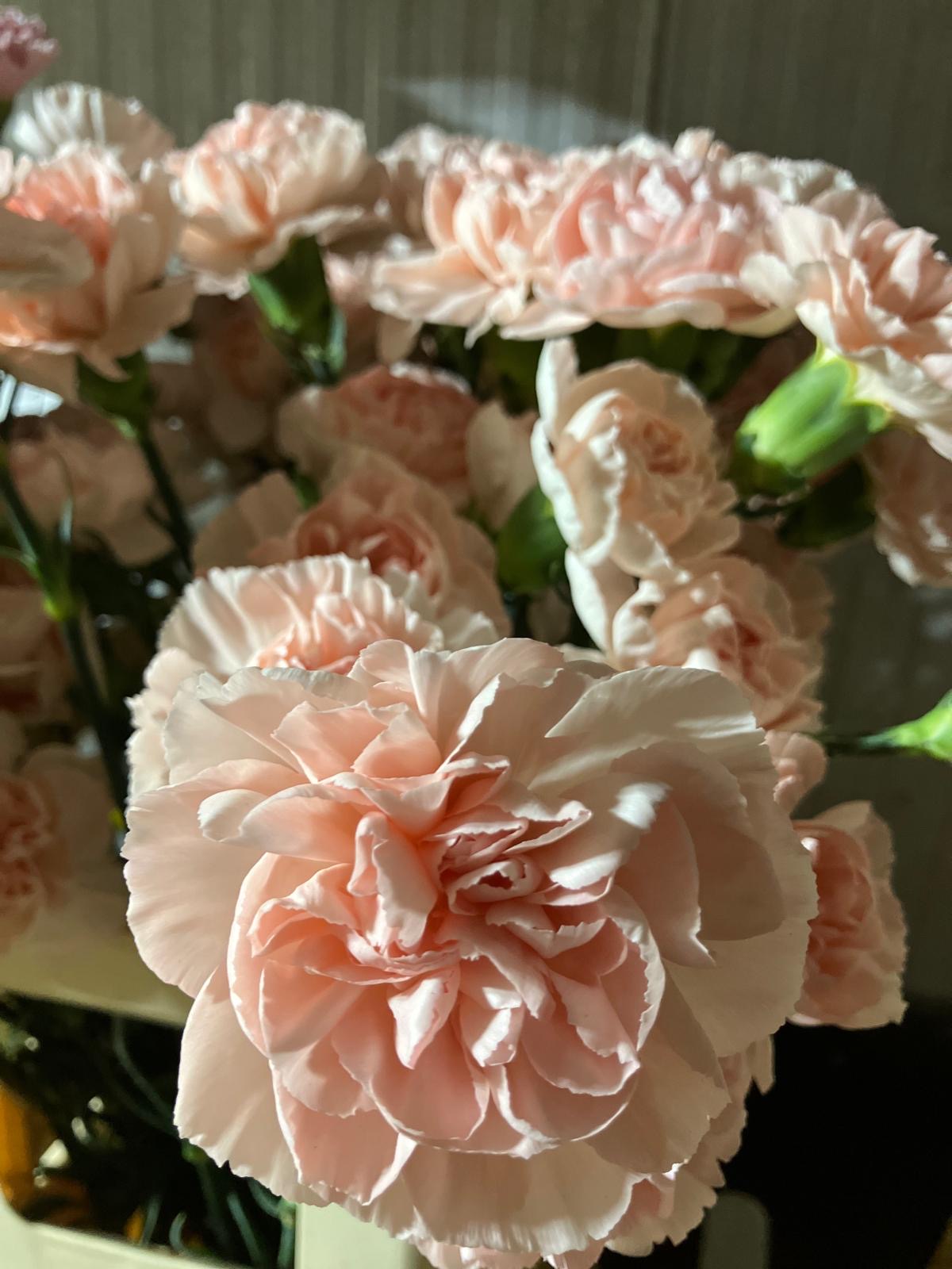 Carnation