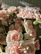 Carnation