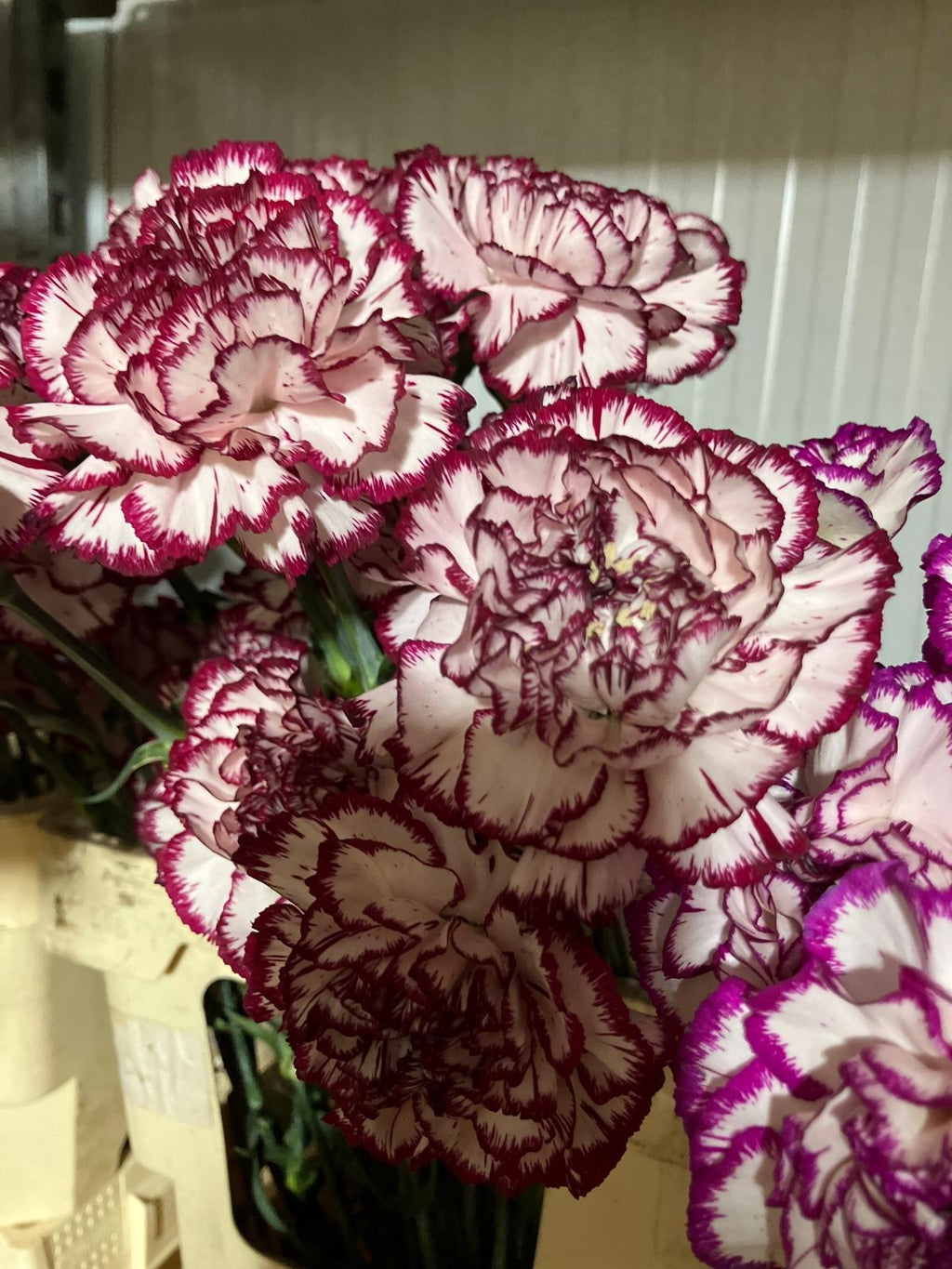 Carnation