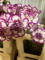 Carnation