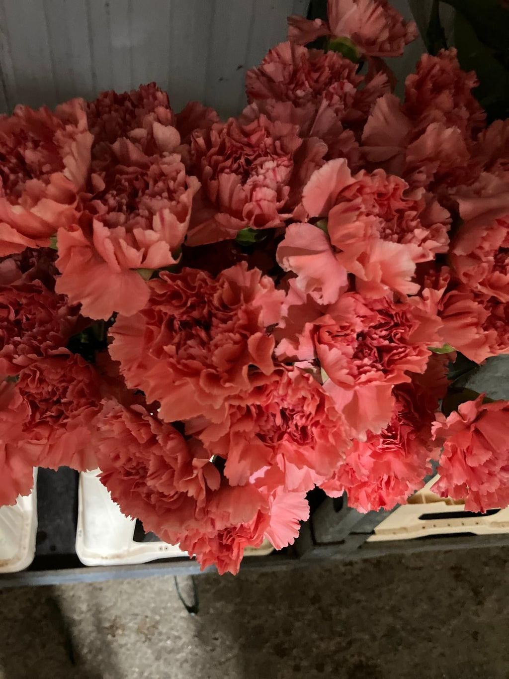Carnation