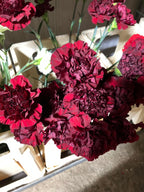 Carnation