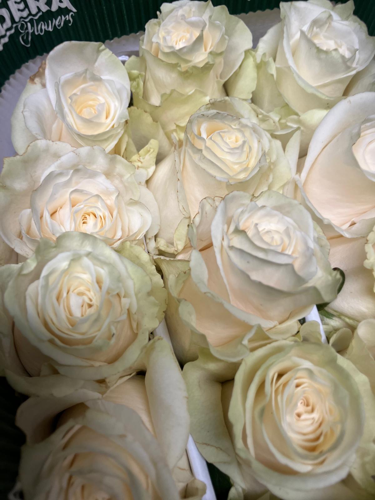 Ecuadorian ROSE