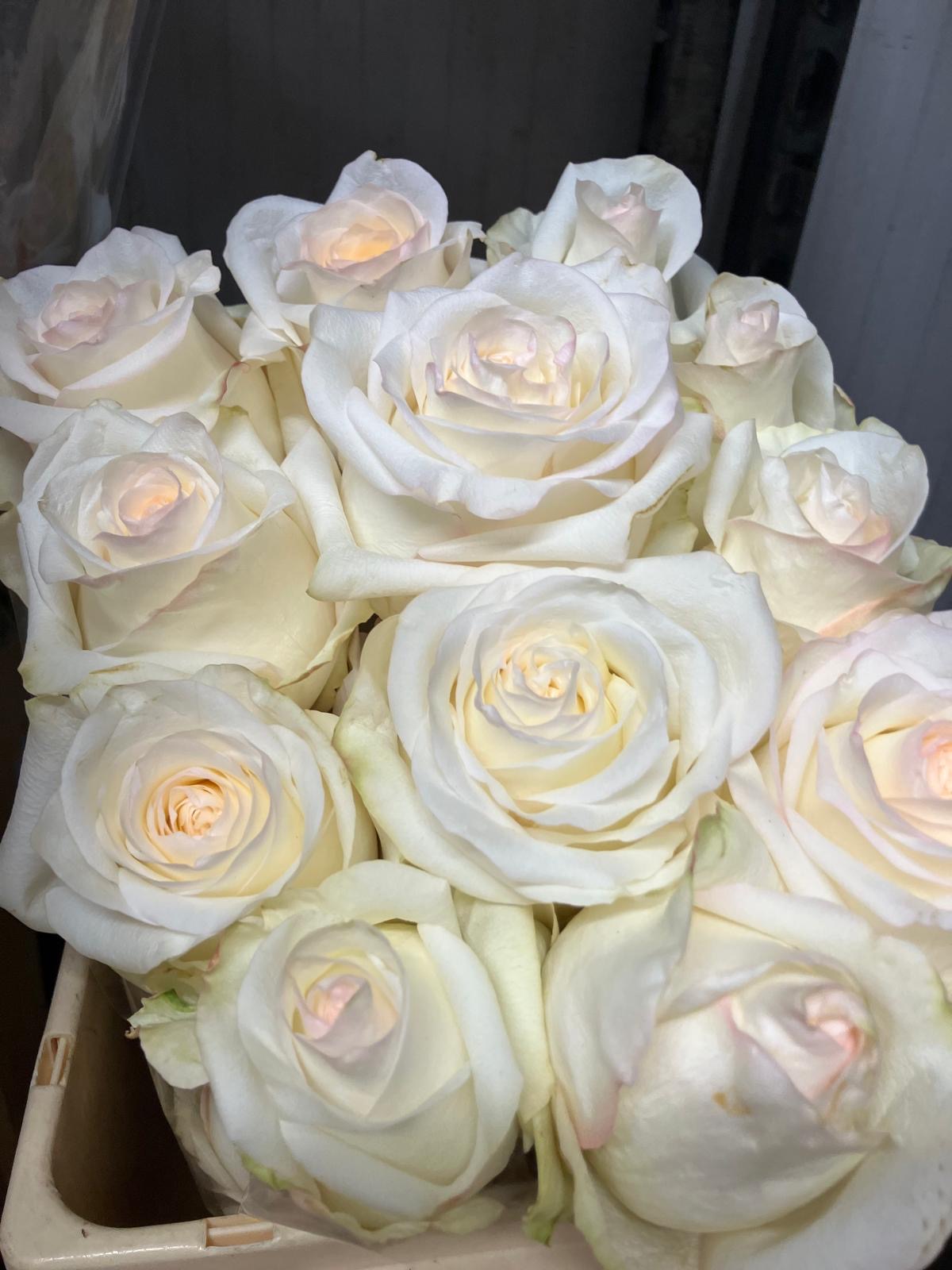 Ecuadorian ROSE