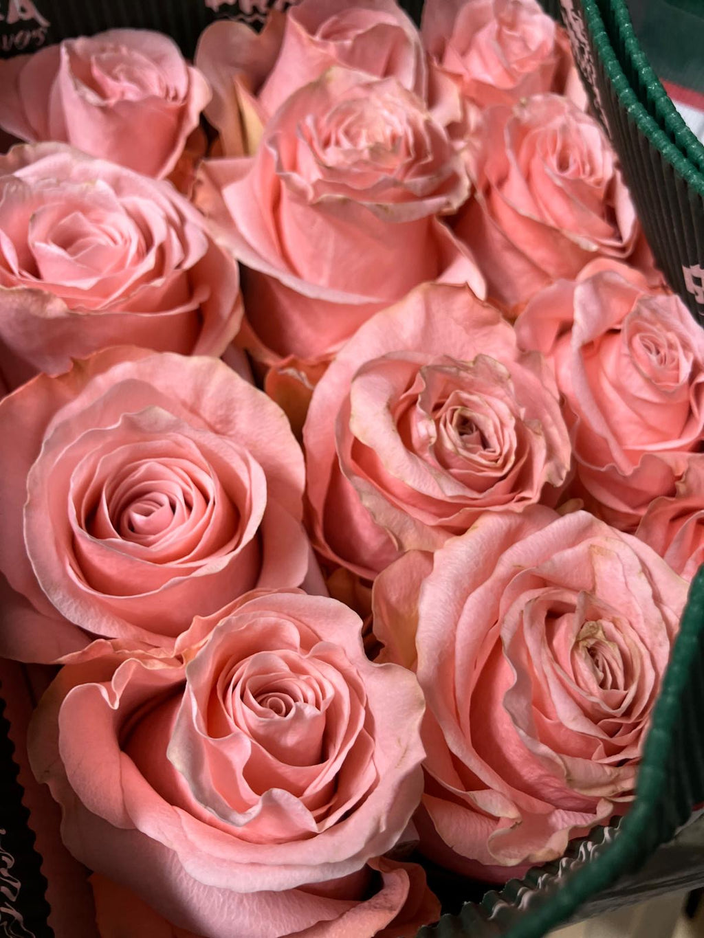 Ecuadorian ROSE