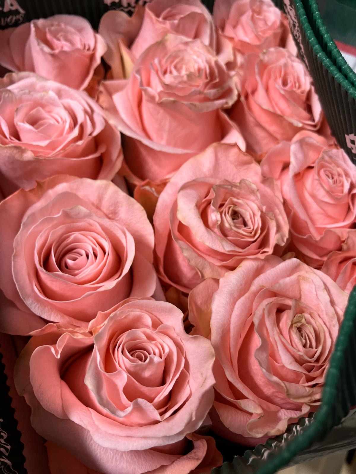 Ecuadorian ROSE