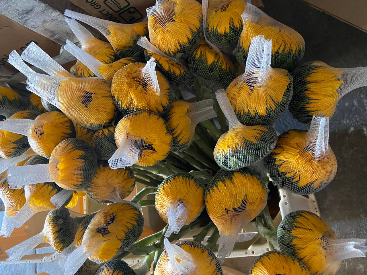 Sunflowers