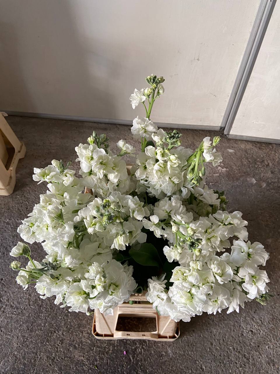 White Stock