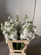 White Stock