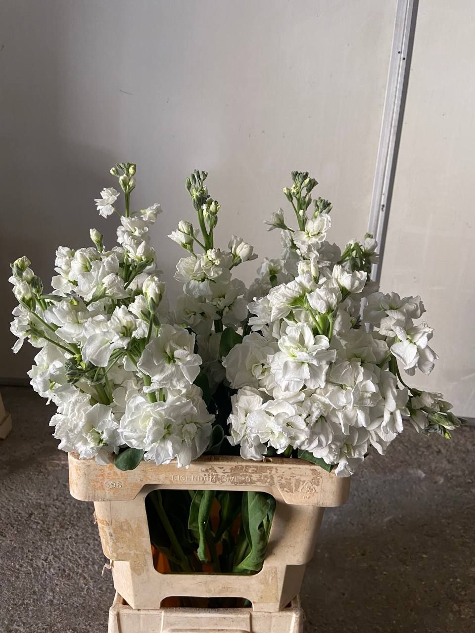 White Stock