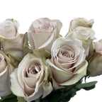 Roses Quicksand