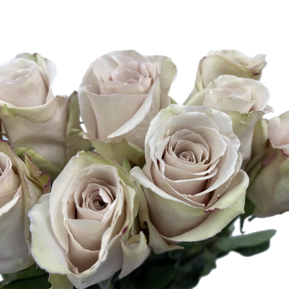 Roses Quicksand