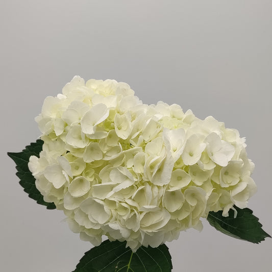 Hydrangea PREMIUM White