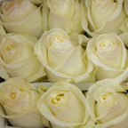 Roses Polar Star