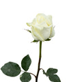 Roses Polar Star