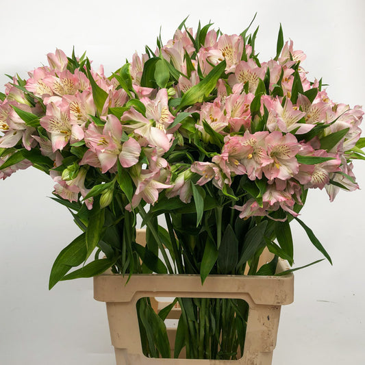 Alstroemeria DUBAI