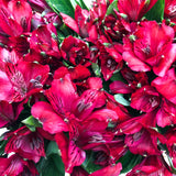 Alstroemeria NADYA