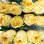 Rose BUTTERCUP