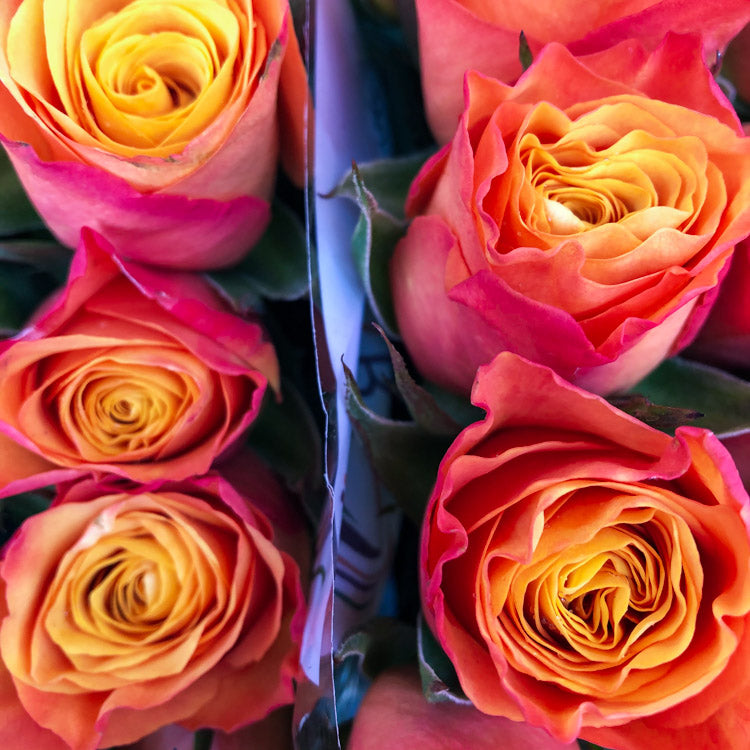 Rose CONFIDENTIAL – Badais International