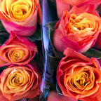 Rose CONFIDENTIAL