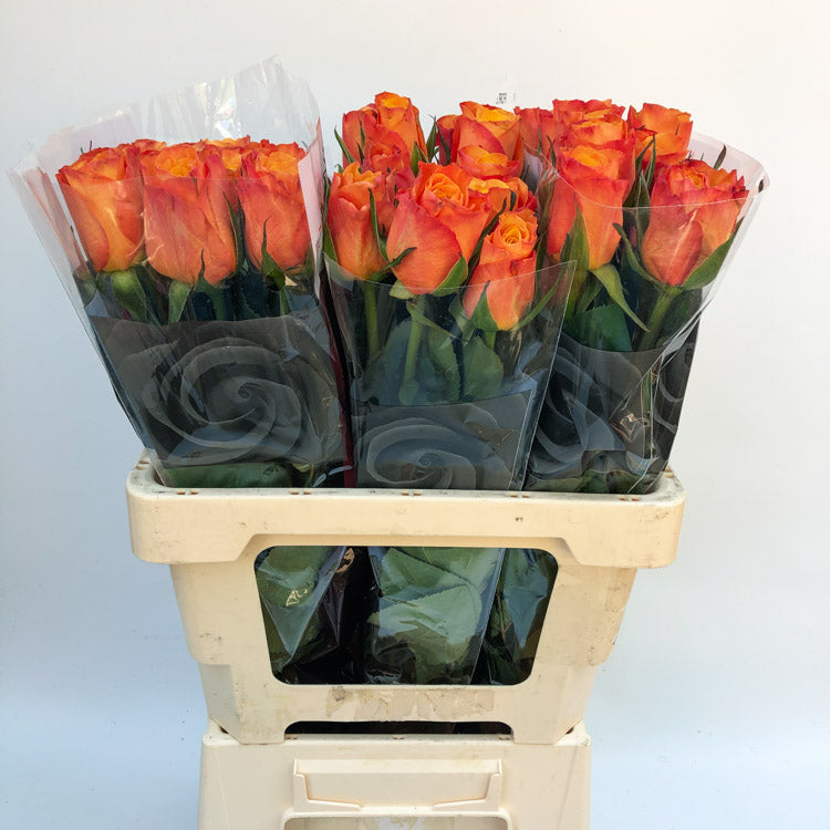 Rose CONFIDENTIAL – Badais International