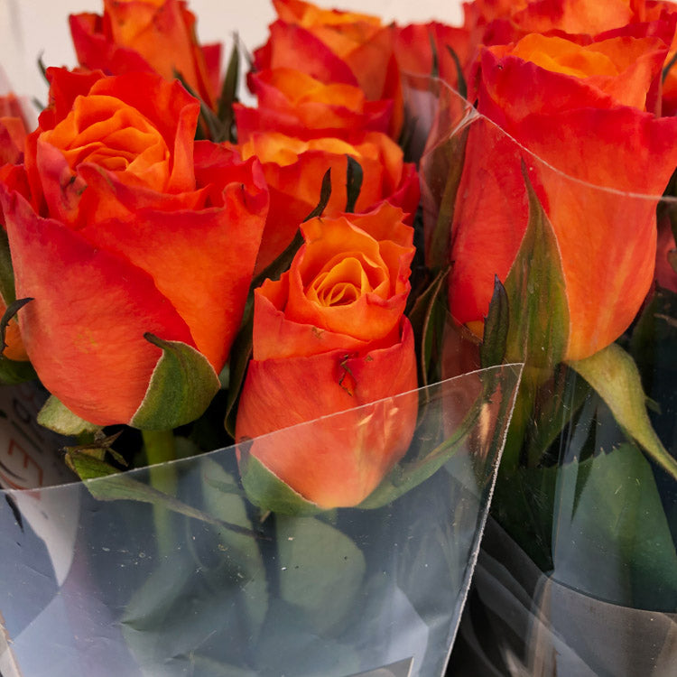 Rose CONFIDENTIAL – Badais International