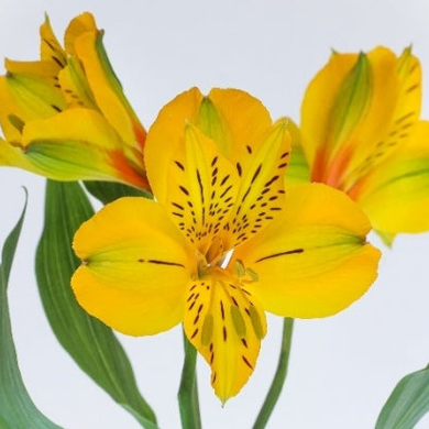 Alstroemeria COSTA