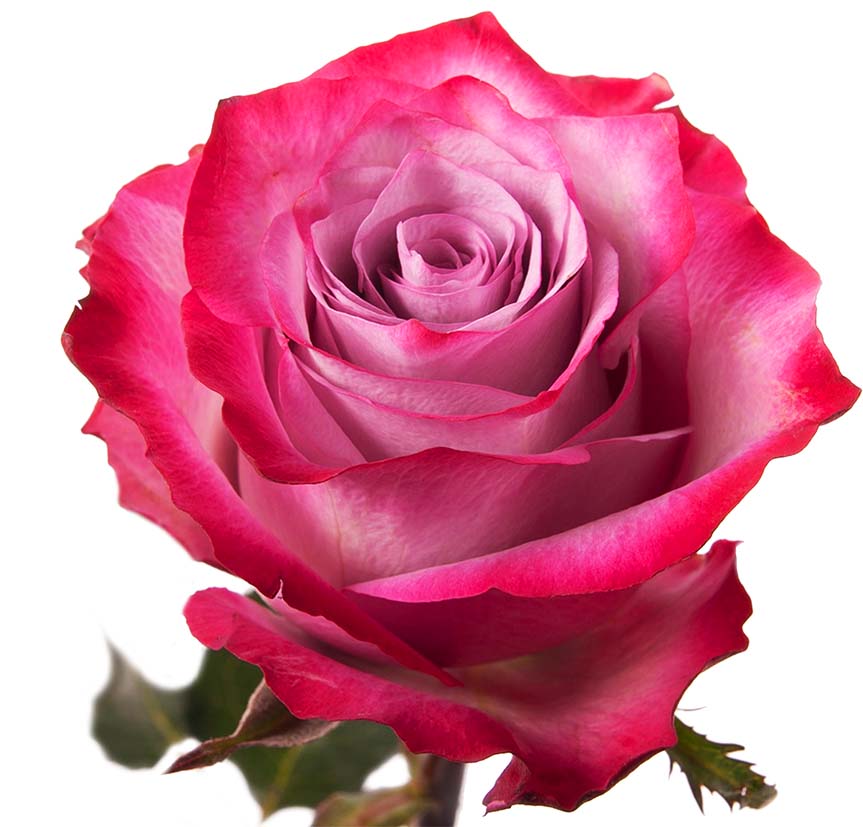 Roses Deep purple