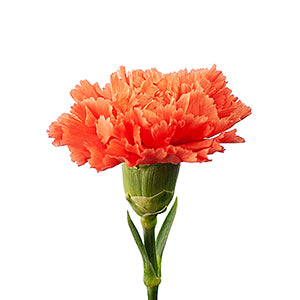 Carnation HERMES ORANGE