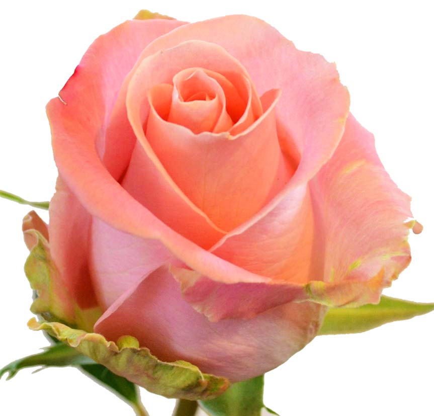 Roses Hermosa