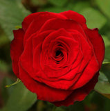 Rose EVER RED