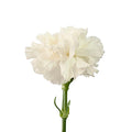 Carnation MOONLIGHT
