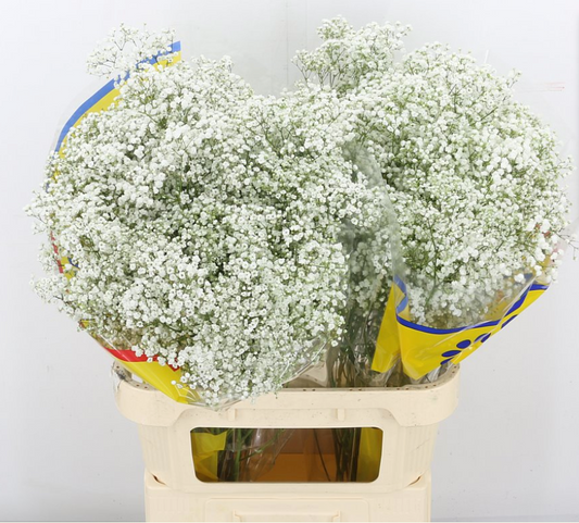 Gypsophilia WHITE