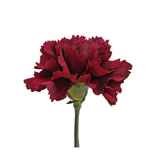 Carnation ZURIGO